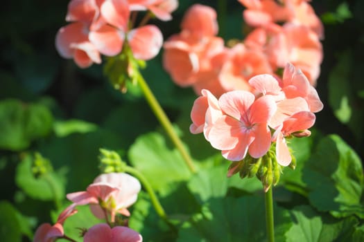 The background image of the colorful flowers, background nature