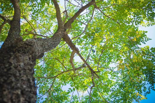 The warm spring sun shining through the canopy of tall beech trees, nature background