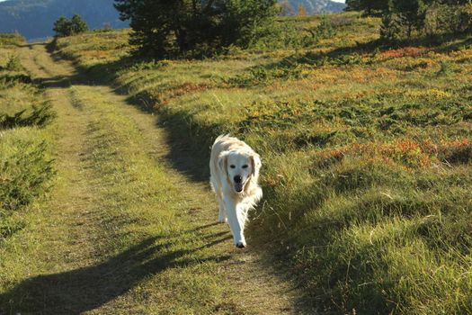 Golden retriever, hund, dog