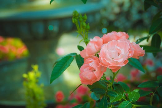 Roses in the garden filtered, Roses are beautiful with a beautiful sunny day.