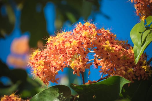 The background image of the colorful flowers, background nature