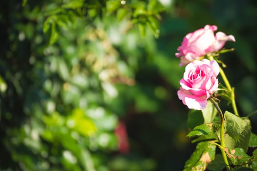 Roses in the garden filtered, Roses are beautiful with a beautiful sunny day.