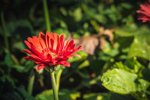 The background image of the colorful flowers, background nature