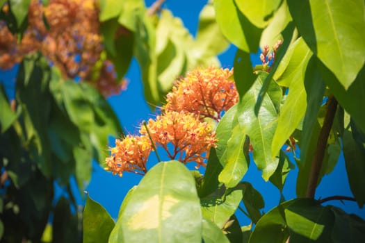 The background image of the colorful flowers, background nature