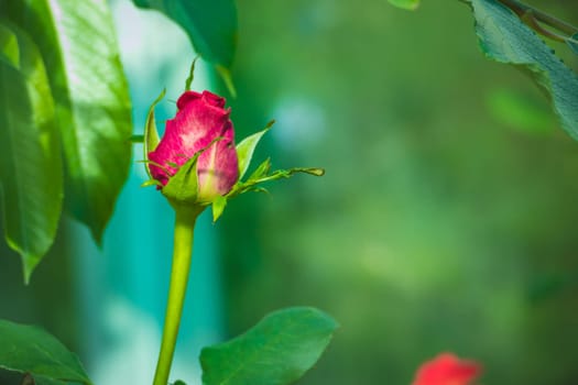 Roses in the garden filtered, Roses are beautiful with a beautiful sunny day.