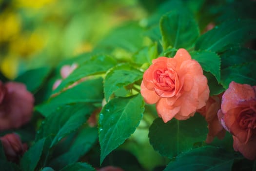 Roses in the garden filtered, Roses are beautiful with a beautiful sunny day.