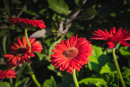 The background image of the colorful flowers, background nature