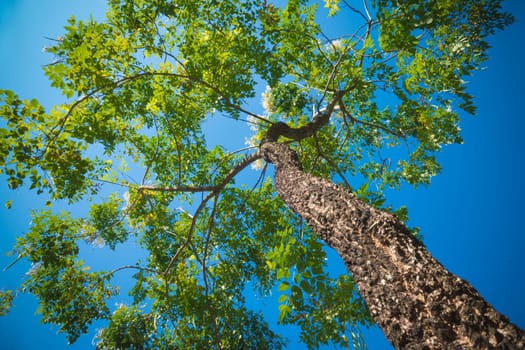 The warm spring sun shining through the canopy of tall beech trees, nature background