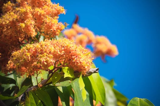 The background image of the colorful flowers, background nature