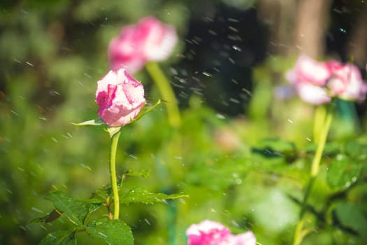 Roses in the garden filtered, Roses are beautiful with a beautiful sunny day.