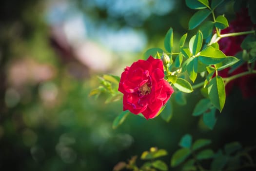 Roses in the garden filtered, Roses are beautiful with a beautiful sunny day.