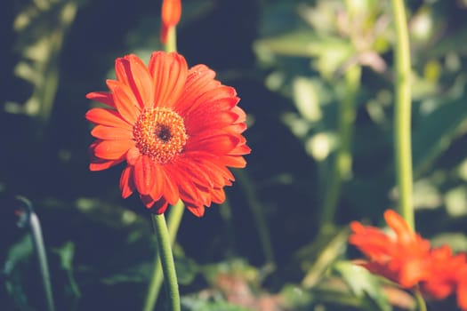 The background image of the colorful flowers, background nature