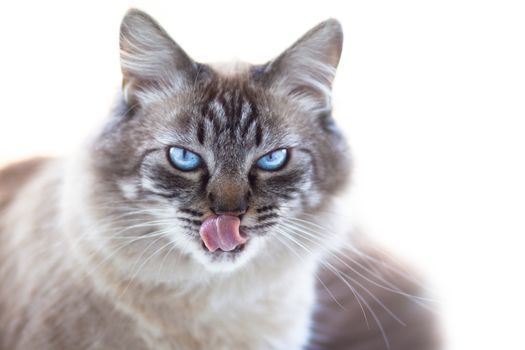Ice cold domestic cat's look. Domestic cat on white background.