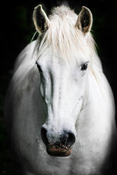 Portrait of a white horse.