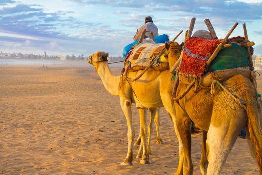 Camel caravan at the beach of Essaouira in the sunset, Morocco, Africa.