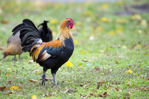 Rooster in the wild in a clearing