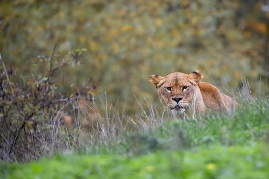 Lioness in the wild in a clearing