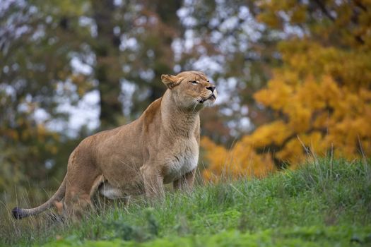 Lioness in the wild in a clearing