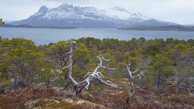 Landskap, Arktisk landskap