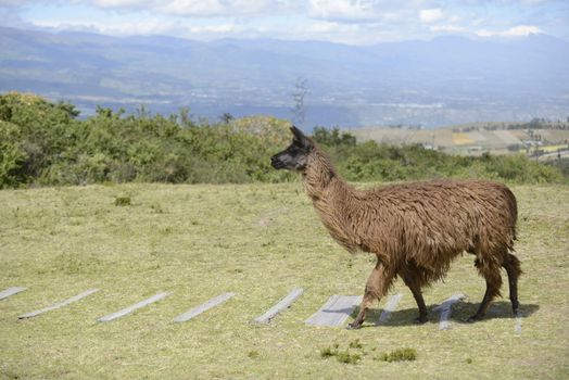 Llama on the field.