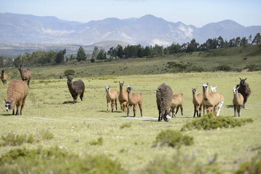 Llamas family on the field.