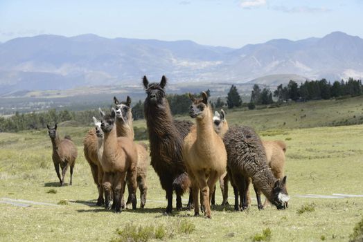 Llamas family on the field.