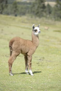 Baby alpaca.