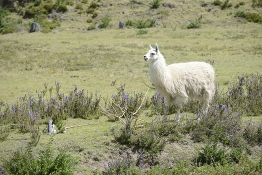 White llama on the field.