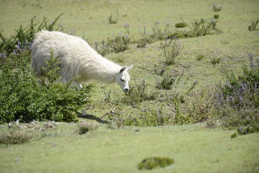 White llama on the field.