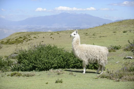 White llama on the field.