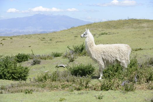 White llama on the field.