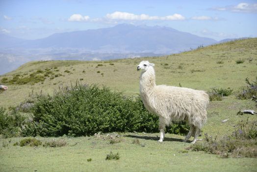 White llama on the field.