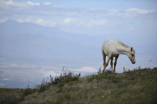 White horse.