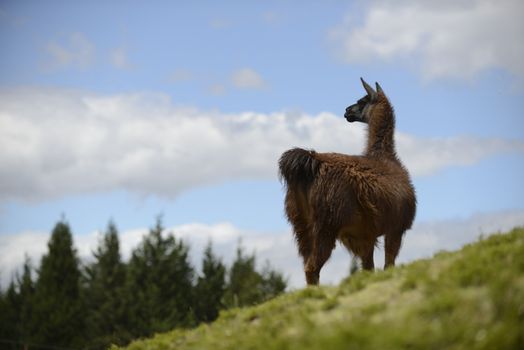 Brown llama on the field.