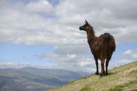 Brown llama on the field.