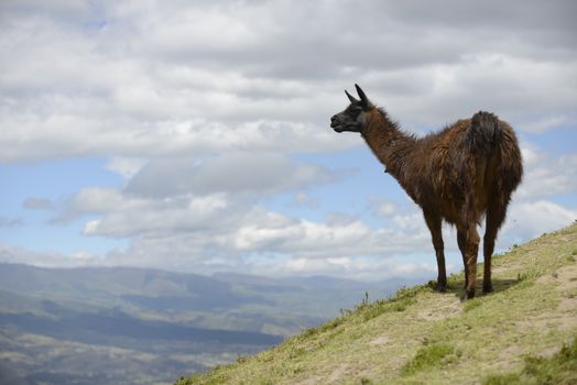 Brown llama on the field.