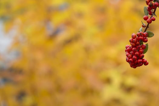 Red rowan on a autumnal background, yellow leaves