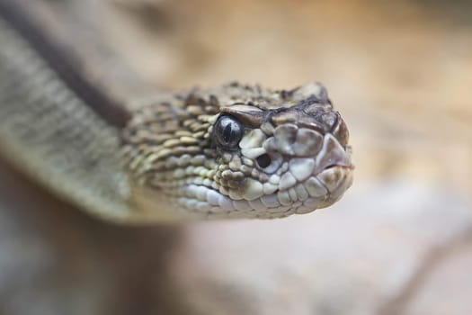 Snake, a close-up in the wild