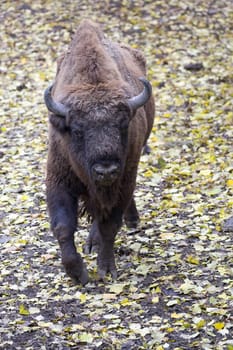 Bison in the wild in a clearing