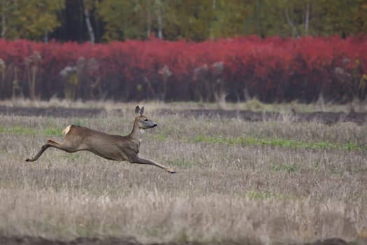 Roe-deer on the run in the wild in a clearing