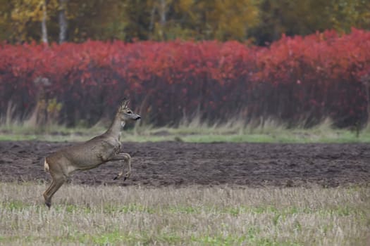 Roe-deer on the run in the wild in a clearing