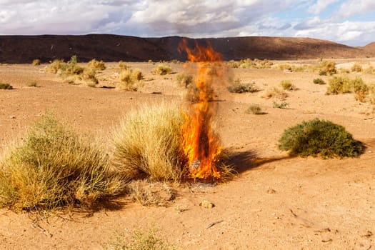 burning Bush grass in the Sahara desert, Morocco