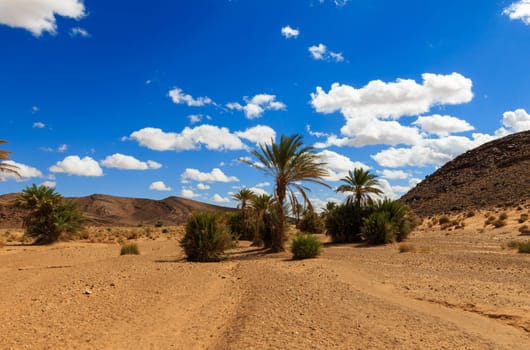 palm in the  desert oasis morocco sahara africa dune