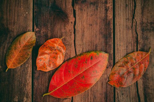 Autumn background with colored  leaves falling on grunge wooden board.