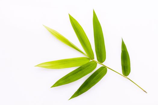 Fresh bamboo leaves border with water drop isolated on white background, botanical zen forest, tropical spa decoration, backdrop with copy space.