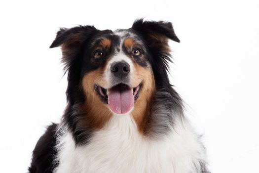 Happy dog photographed in the studio on a white background