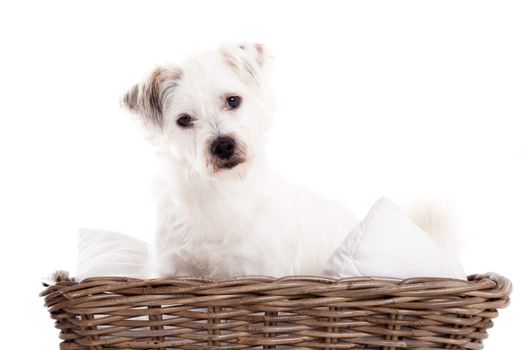 Happy dog photographed in the studio on a white background