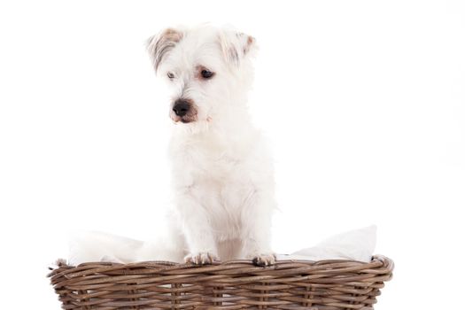 Happy dog photographed in the studio on a white background