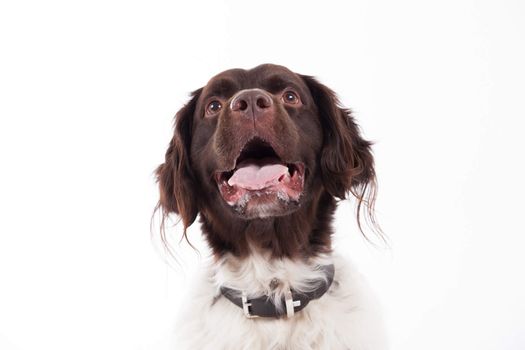 Happy dog photographed in the studio on a white background