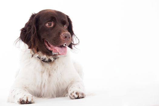 Happy dog photographed in the studio on a white background